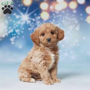 Sammie, Mini Goldendoodle Puppy